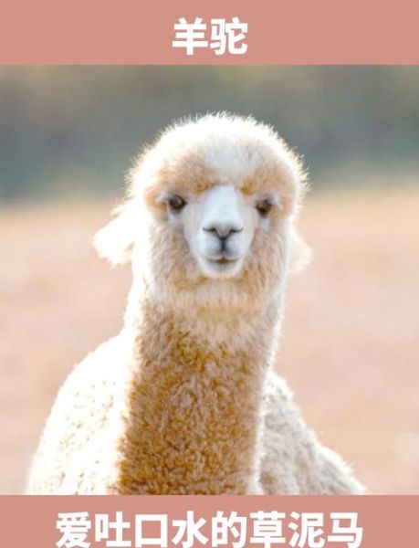 梦到羊驼是什么意思_羊驼在梦里代表什么