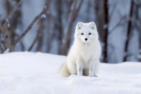 梦到白狐狸是什么意思_白狐狸梦境预示什么