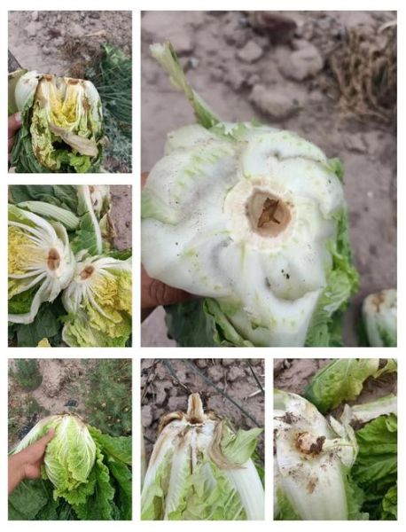 梦到菜腐烂是什么意思_梦见蔬菜腐烂预示什么