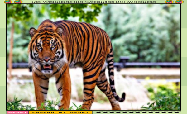 梦到杀老虎是什么意思_梦见杀老虎预示什么