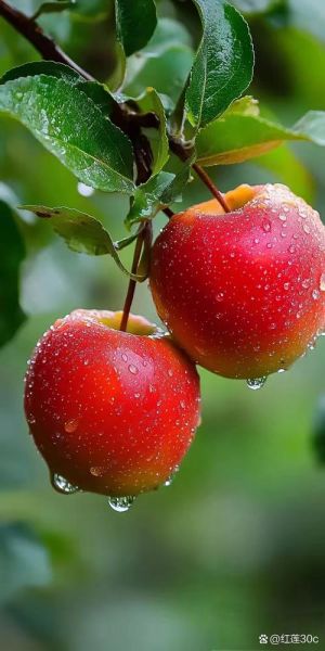 梦到摘红苹果是什么意思_梦见摘红苹果预示什么