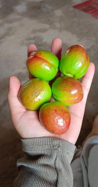 梦到绿杏子是什么意思_绿杏子梦境解析