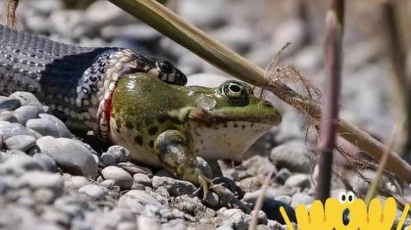 梦见被蛇追着跑_意味着什么