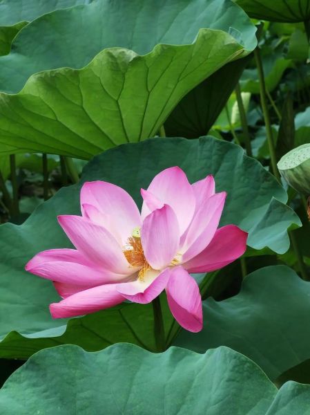 孕妇梦到荷花是女儿吗_胎梦解析