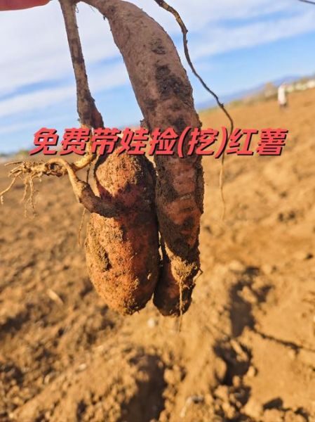 梦到摘红薯是什么意思_梦见挖红薯预示什么
