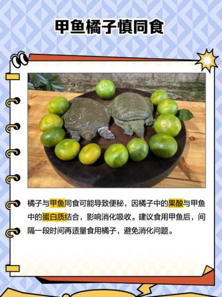 吃甲鱼影响财运吗_甲鱼风水禁忌