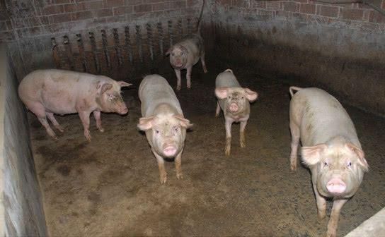 梦到掉猪圈是什么意思_掉猪圈梦境解析