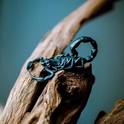 梦到蝎子蛰我_蝎子咬人梦境寓意