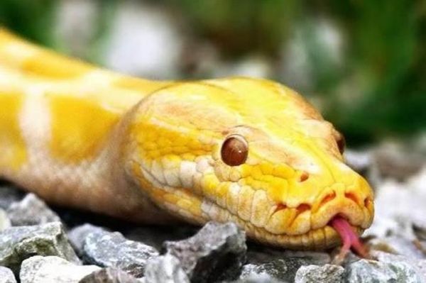 梦到小黄蛇是什么意思_孕妇梦见小黄蛇预示什么