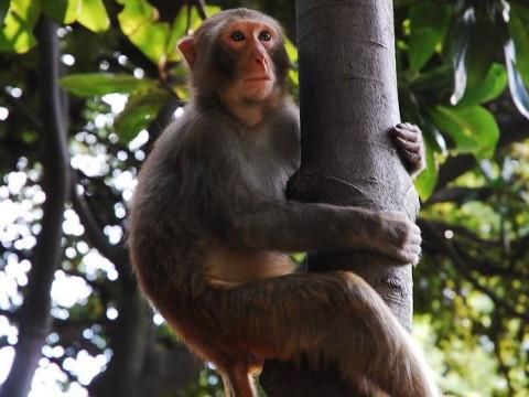 梦到上树是什么意思_梦见爬树预示什么