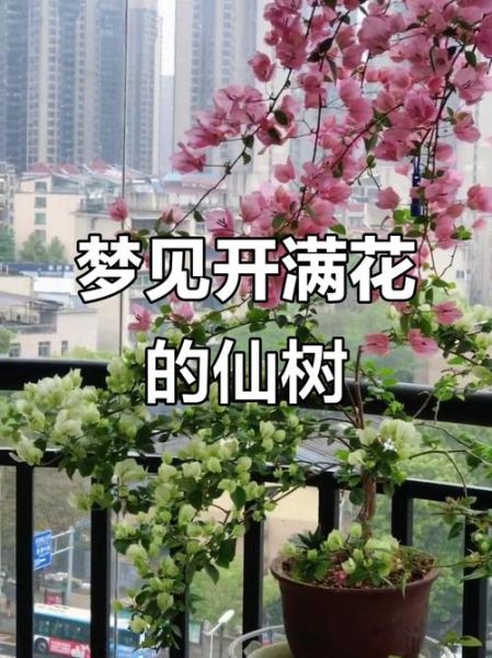梦到开花了是什么意思_梦到开花了预示着什么