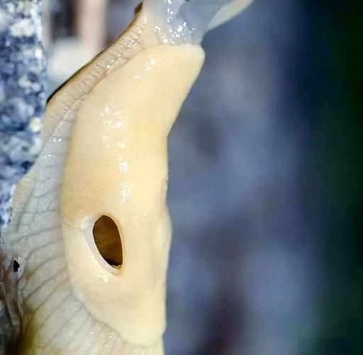 梦到鼻涕虫是什么意思_梦到鼻涕虫预示什么