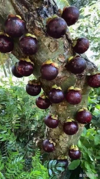 梦到树上结满果子_是什么预兆