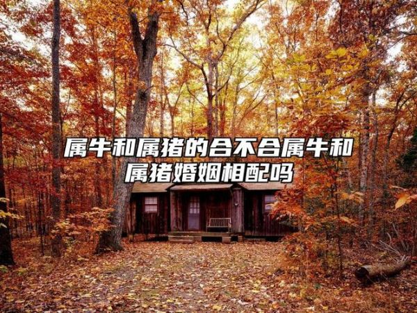 牛和猪合不合_属牛属猪婚姻配对