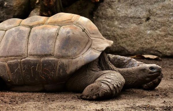 梦到神龟是什么意思_梦见神龟有什么预兆