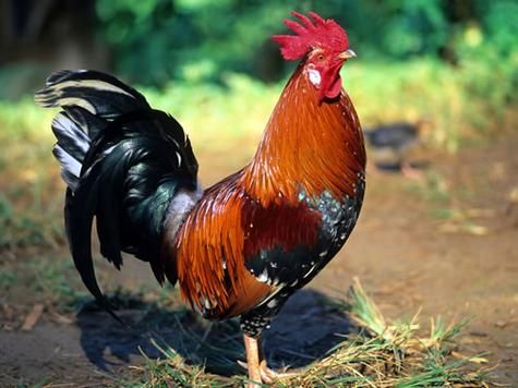 梦到鸡是什么意思_梦见鸡好不好