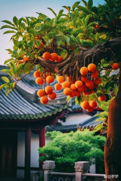 梦到满树的橘子_是什么意思