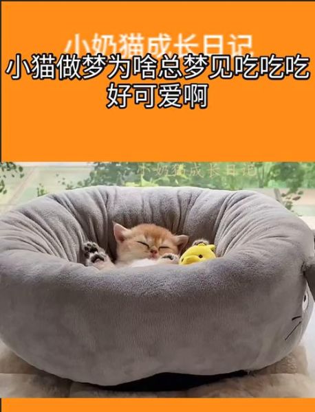 梦到吃东西是什么意思_为什么会梦见自己大吃特吃