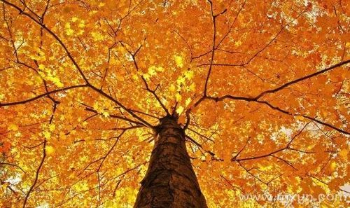 梦到摘树叶是什么意思_周公解梦原版解析