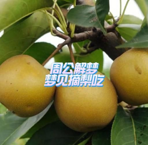 梦到分梨吃是什么意思_分梨吃梦境解析