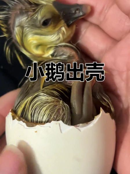 梦到鹅蛋破了_什么预兆