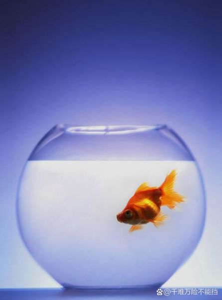 梦到捞金鱼是什么意思_捞金鱼梦境解析