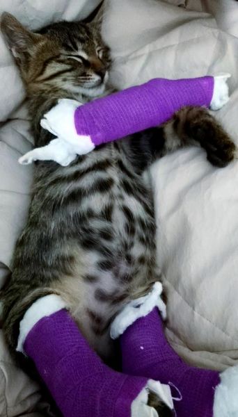 梦到猫腿_猫腿断了是什么意思