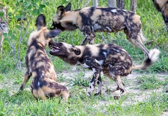 怀孕梦到狗是什么意思_孕妇梦见狗预示什么