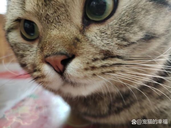 梦到猫眼睛是什么意思_梦见猫眼睛发亮预示什么