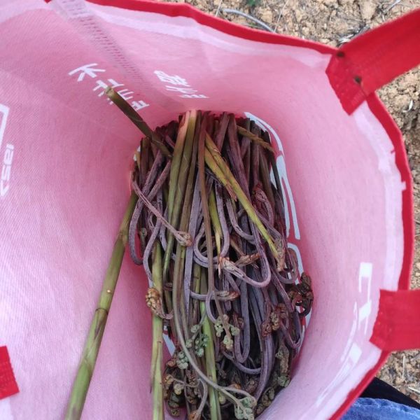 梦到摘野菜是什么意思_周公解梦与心理暗示