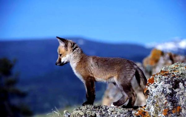 梦到狼怀孕是什么意思_孕妇梦见狼预示什么