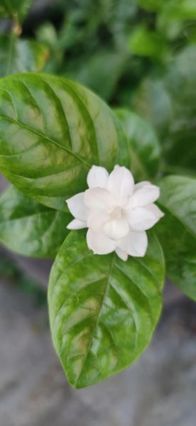 梦到莉花是什么意思_莉花梦境解析