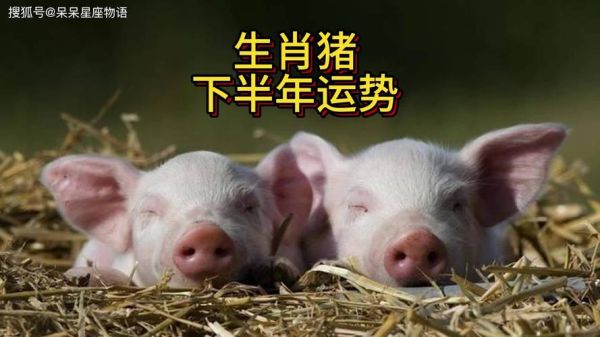 猪人2024年运势如何_属猪今年财运怎么样