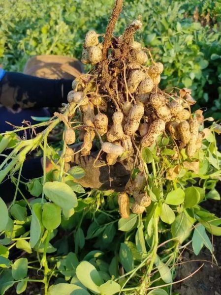 梦到拔花生是什么意思_梦见拔花生代表什么