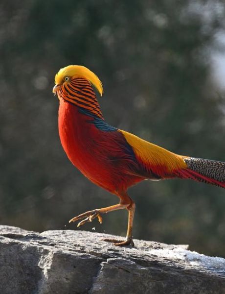 梦到锦鸡是什么意思_锦鸡在梦里预示什么