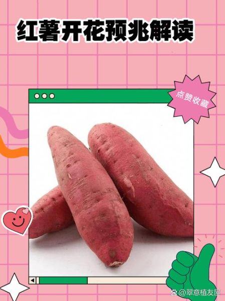 梦到红薯地是什么意思_梦见红薯地预示什么