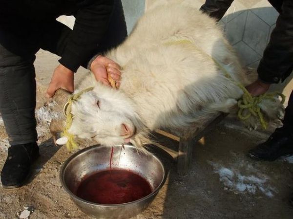 梦到分羊肉是什么意思_周公解梦分羊肉吉凶