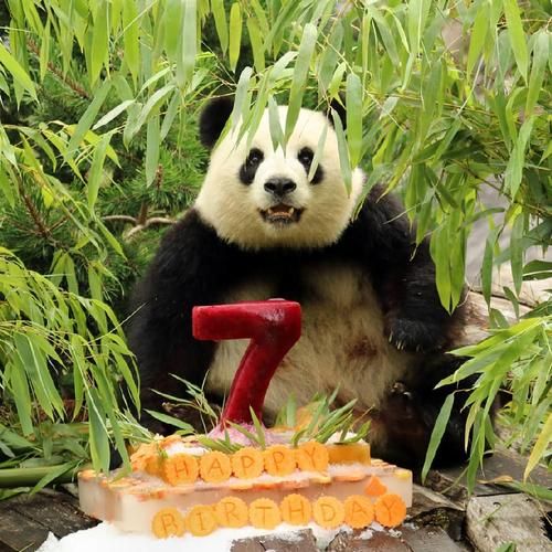 梦到喂熊猫是什么意思_梦见喂熊猫周公解梦