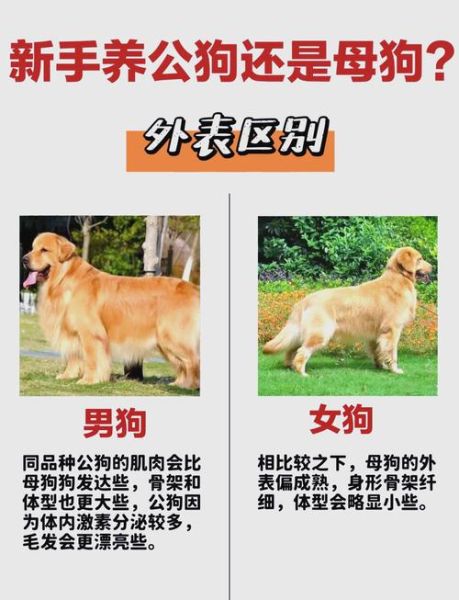 狗与狗属相婚配可以吗_属狗夫妻相处秘诀