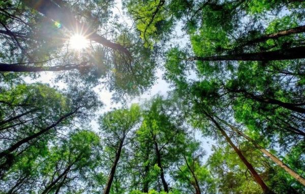 木命人2024年运势如何_木命缺木怎么补