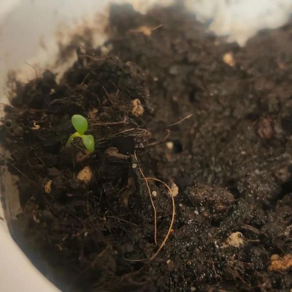 梦见花发芽预示什么_花发芽梦境解析