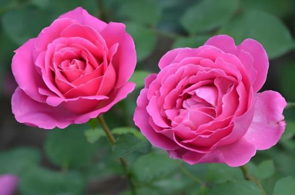 婆婆梦到花是什么意思_梦见花代表什么