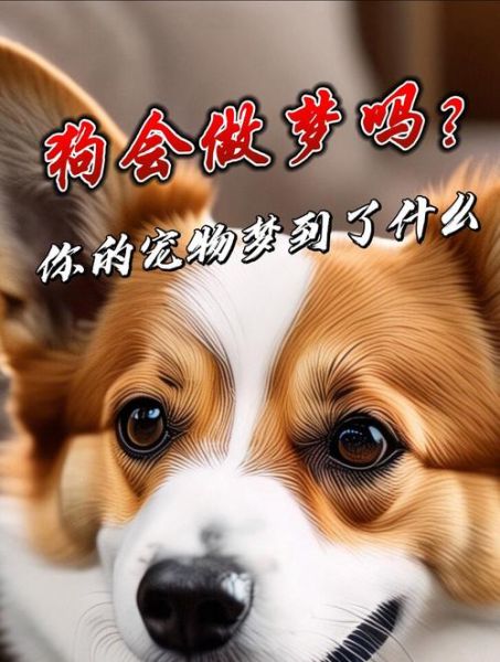 梦到脏狗是什么意思_梦见脏狗代表什么