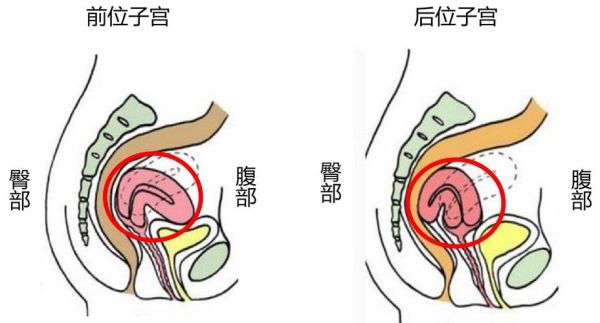 梦到子宫是什么意思_梦到子宫预示什么