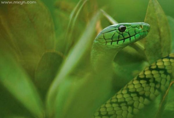 男人梦到青蛇是什么意思_男人梦见青蛇好不好