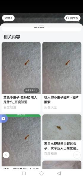 梦到衣服有虫子抖掉_是什么意思