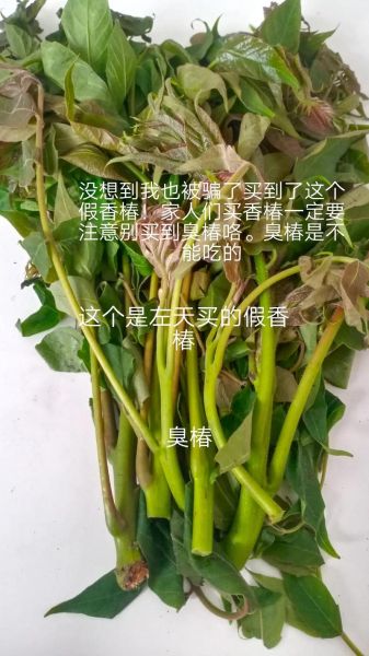 梦到吃香椿_香椿梦境解析