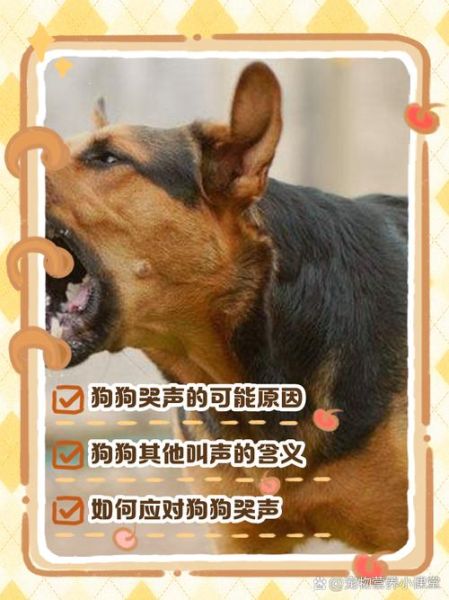 梦到一只会说话的狗_梦见狗说话预示什么