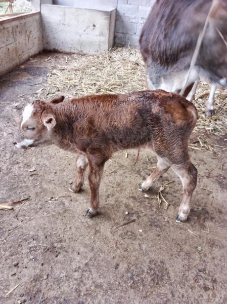 梦到小牛犊是什么意思_梦到小牛犊预示着什么