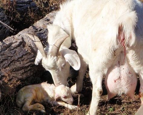 梦到生羊羔是什么意思_梦见羊羔生小羊好不好